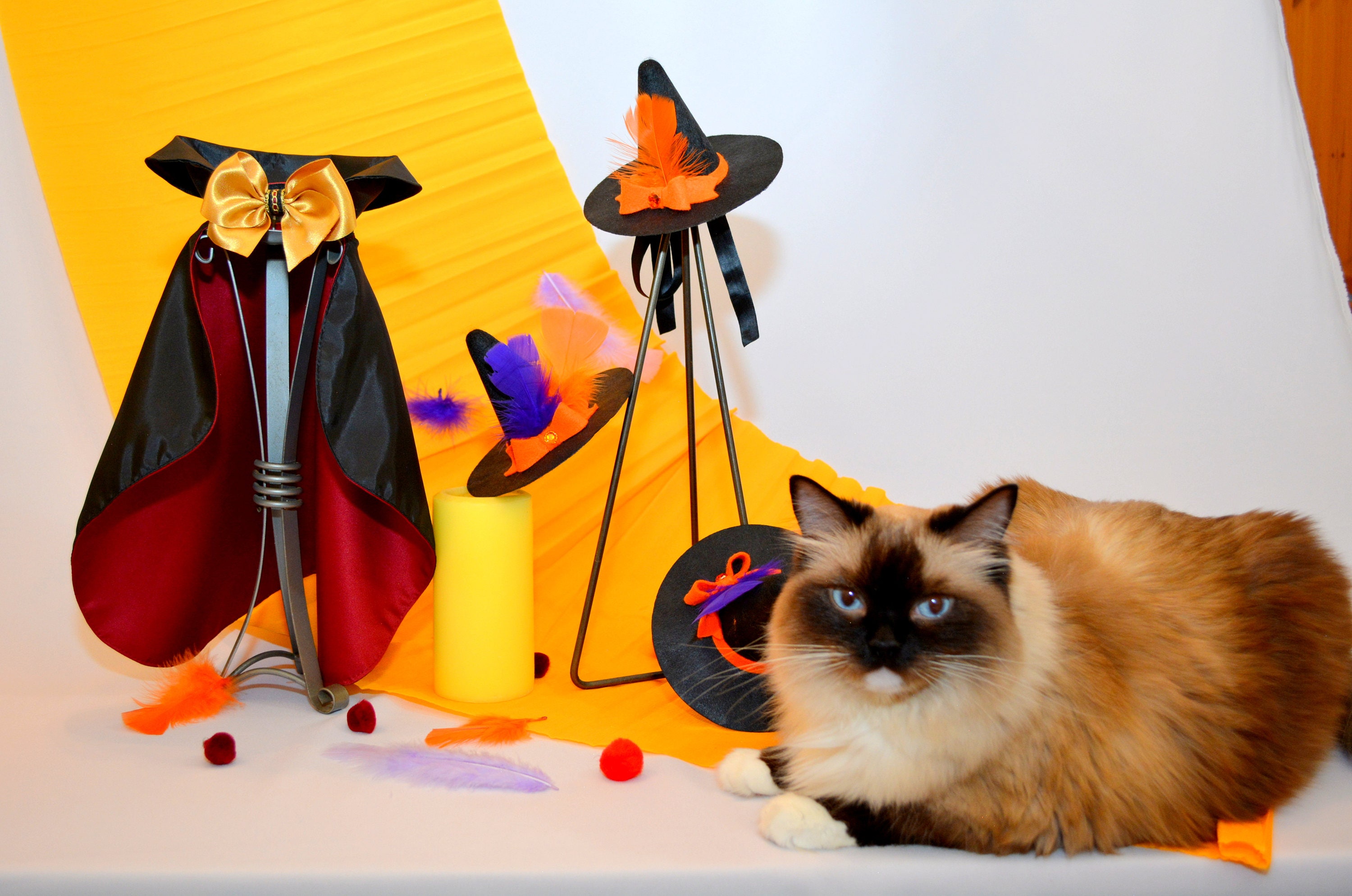 cat cape costume 'Countess Dracula Cape' costume pet