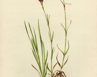 Vintage lithograph of the Carthusian Pink from 1955