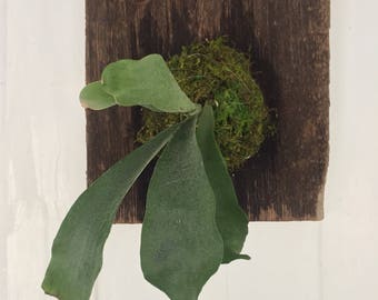 Staghorn Fern Mounted on Barnwood