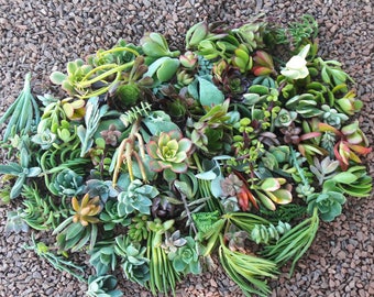 20 succulents cuttings ,clippings,unrooted plants