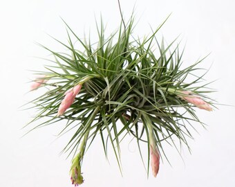 LARGE Air Plant Clump Tillandsia Stricta, Hanging Air Plant, Indoor Plants House Plant, Wholesale Tillandsia, Hanging Plant, Tropical Plants