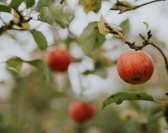 Autumn Orchard - Fine Art Print