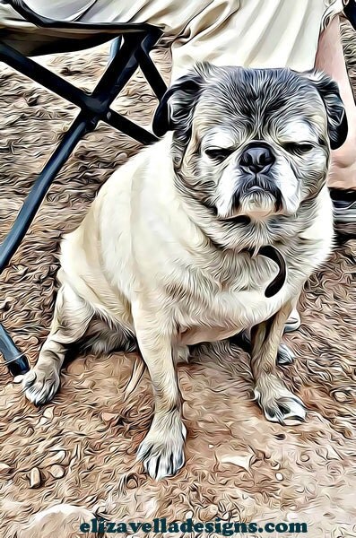 how about a grouchy old pug dog half a sleep lol