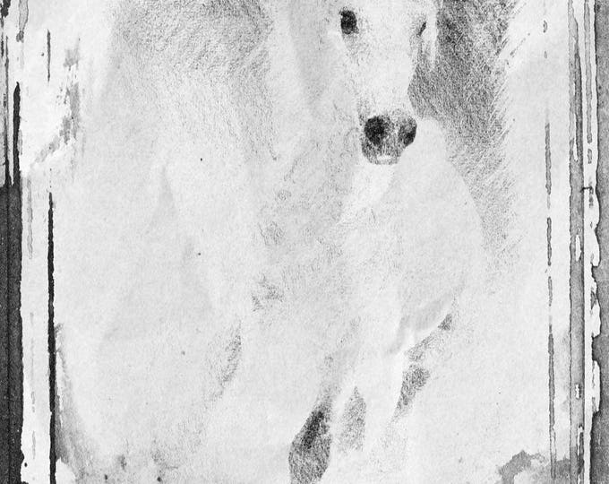Beautiful White Horse. Extra Large Horse, Horse Wall Decor, White Rustic Horse, Large Contemporary Canvas Art Print up to 72" by Irena Orlov
