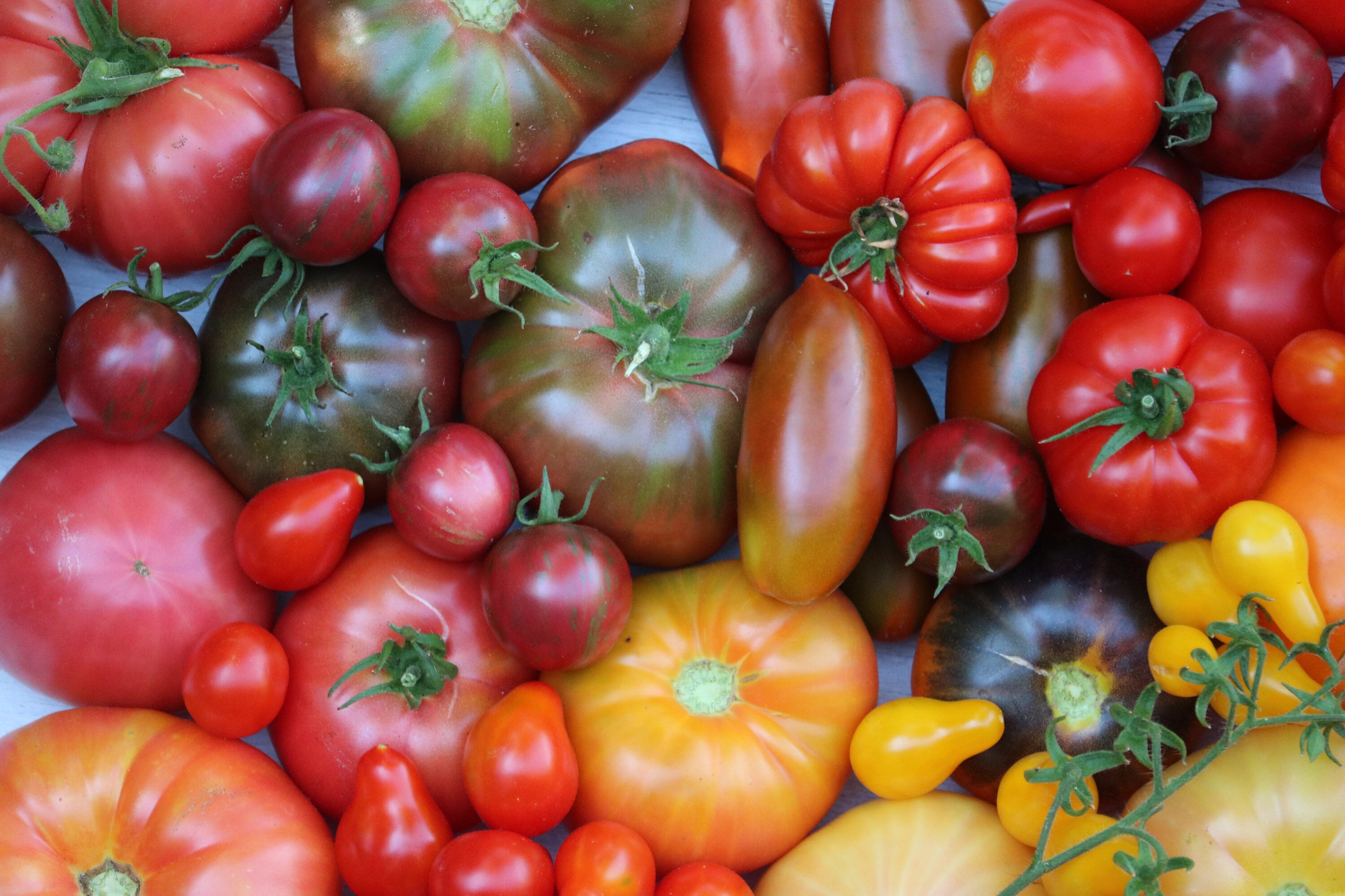 Red Heirloom Tomato Seed Collection, heirloom seeds, organic seeds