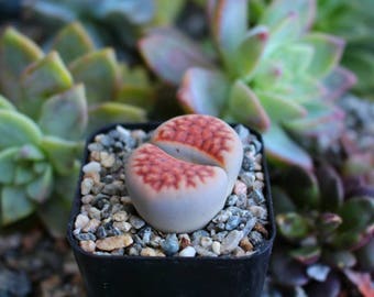 Lithops Rock Succulent Plants