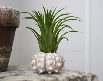 Sea Urchin Shell