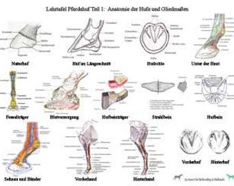 Pferd anatomie | Etsy