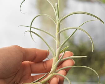 Hanging Air Plant Tillandsia Crocata Giant Form, Teardrop Terrarium Plants, Air Plant Terrarium, Wholesale Air Plants For Sale, Airplant