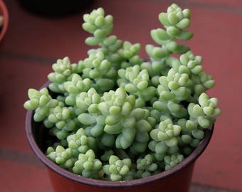 Donkey's Tail Succulent Plant, Sedum Burro’s Tail, Donkey Tail Plant, Succulent Terrarium Hanging Plant Sedum Morganianum, Succulent Cutting