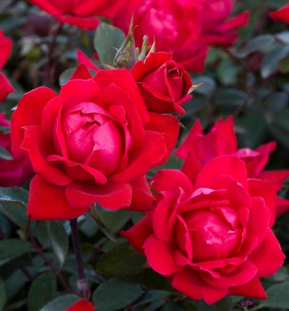 Red Double Knock Out® Rose Bush 3 Gallon