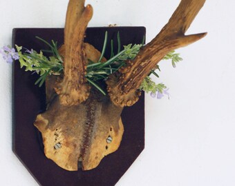 Authentique ancien trophée de chasse, crâne et bois de chevreuil, porte manteau