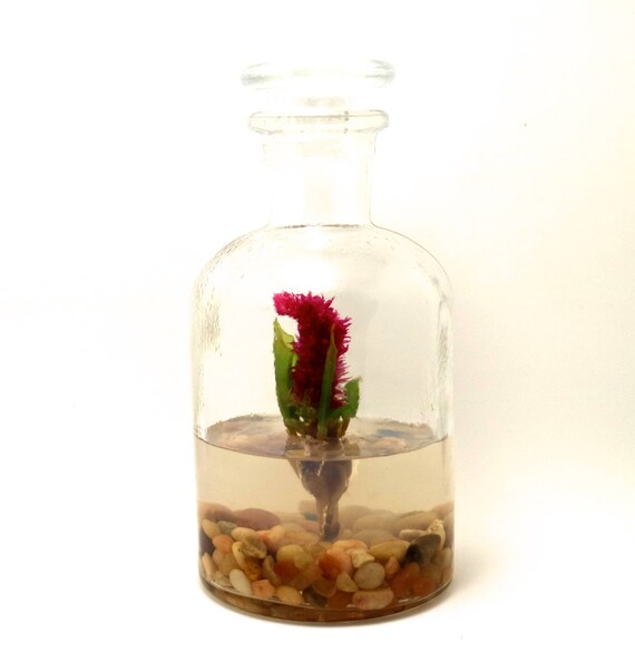 Live Flower Terrarium, Celosia. Long Lasting Bloom, Great for Work