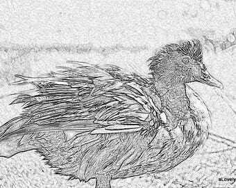 Muscovy duck | Etsy