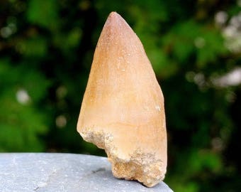Mosasaur Dinosaur/Reptile Tooth Fossil found in Morocco - Cretaceous Period - FST080