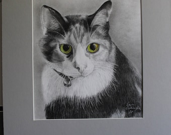 Graphite and colored pencil Cat drawing