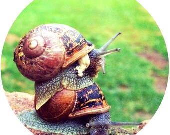 Snails - cute , photography , digital prints