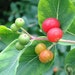 whitepinetree