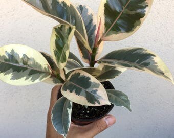 healthy ficus elastica tineke ficus rubber tree plant indoor houseplant easy to grow 4 pot - House Plants Tree healthy ficus elastica tineke ficus rubber tree plant indoor houseplant easy to grow 4 pot - House Plants Tree