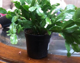 Schlumbergera Buckleyi in 4" pot