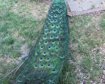 30 Peacock Eye Feathers, Real Feathers Shed Naturally by India Blue Male Peacocks, 1 1/4 to 2 inch eyes, 8 to 14 inches, Fascinator supplies