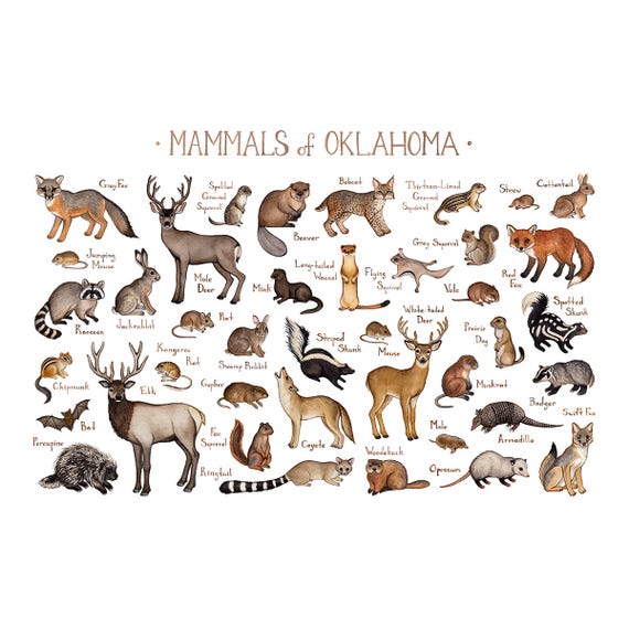 Oklahoma Mammals Field Guide Art Print / Animals of Oklahoma