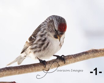 Bird Pictures, wild birds, photo prints.
