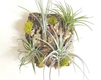 Vertical Wall Tillandsia Garden, 4 Air Plants Mounted on Cork Bark With Moss