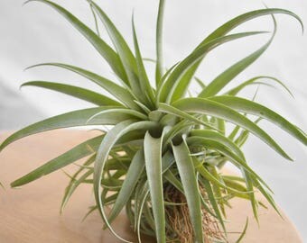 LARGE Air Plant Tillandsia Xerographica Brachycaulos, Hanging Air Plant, Succulents Wholesale Air Plants In Bulk, Indoor Plants, Desk Plant