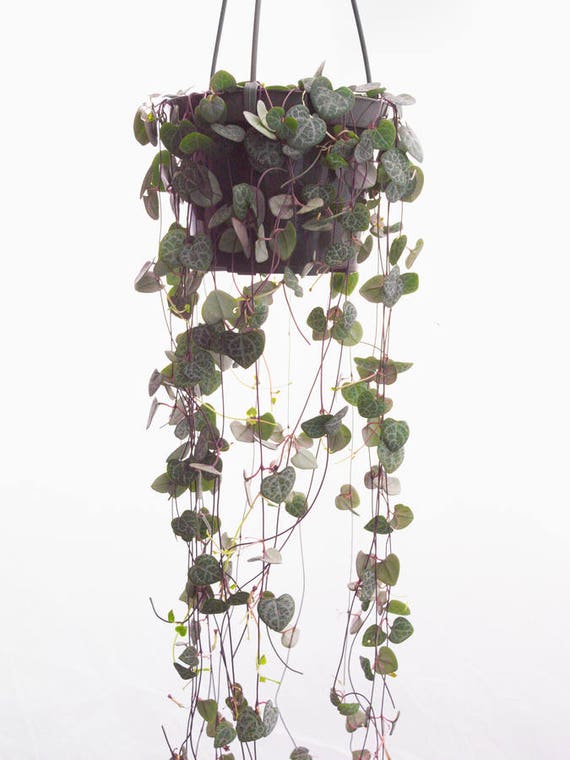 hanging purple heart plant