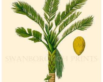 Palm Tree Wall Decor print of palm tree. beach home palm tree wall art decor. Palm Tree Wall Decor print of palm tree. beach home palm tree wall art decor.