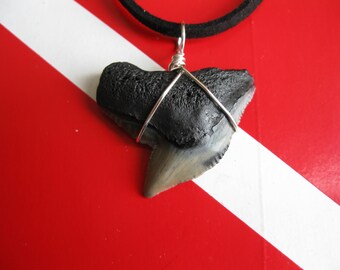 Shark Tooth Necklace, XL Tiger Shark fossil, Venice-Florida, 20" Suede cord, Silver plated wire wrap