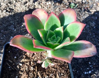 Succulent Plant Aeonium 'Kiwi'