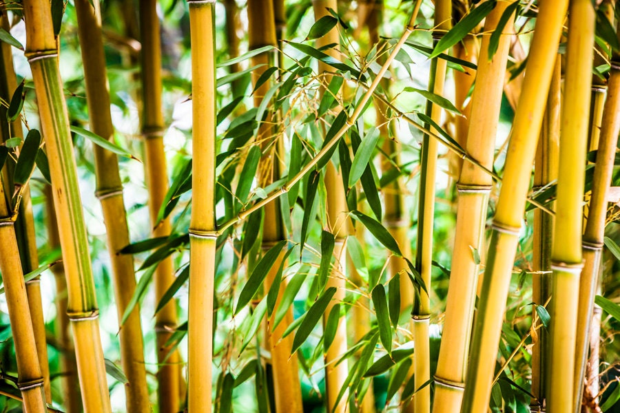 Биг бамбук big bamboo vip. Бамбук Незуко. Связка бамбука. Бамбук сухой. Ветка бамбука.