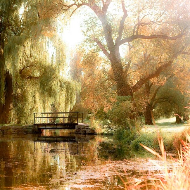 Harvest gold woodland wedding Autumn nature art forest green Fall earth tones Tree Photo,weeping willow tree print autumn decor - 8x8