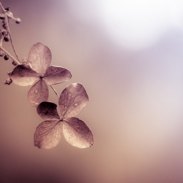 Autumn photo: Hey Hey, Cripple Creek Ferry - soft coffee coloured hydrangea in golden light - fine art nature print - 8x8 - clickety