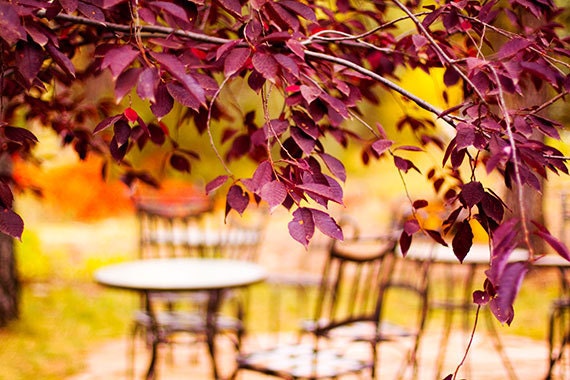 Fall Photo, Autumn Photograph, Fall, Autumn, Autumn foliage, cafe table and chairs, colors of fall, nature art print, fall in the park