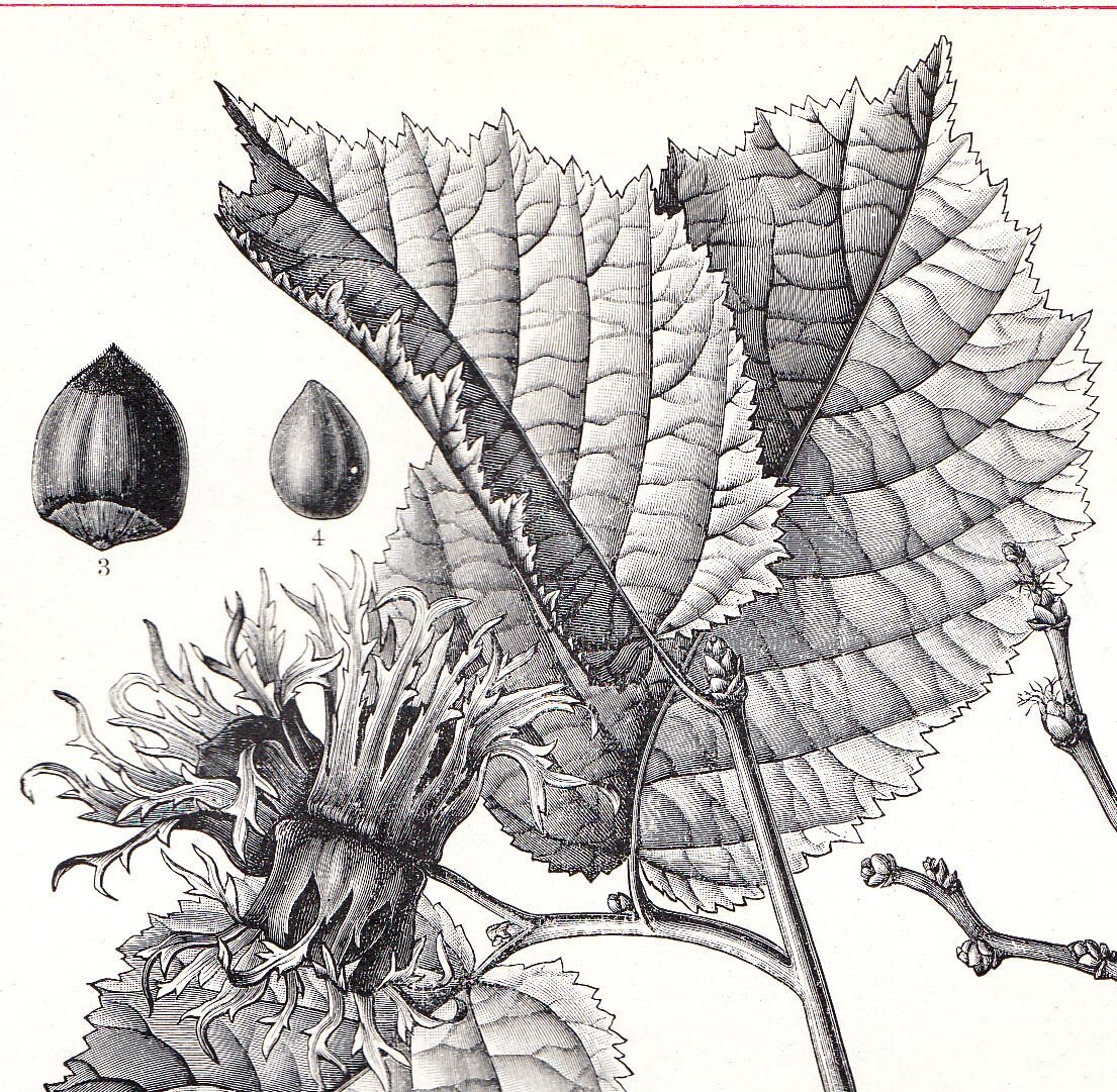 Ботаническая иллюстрация карандашом