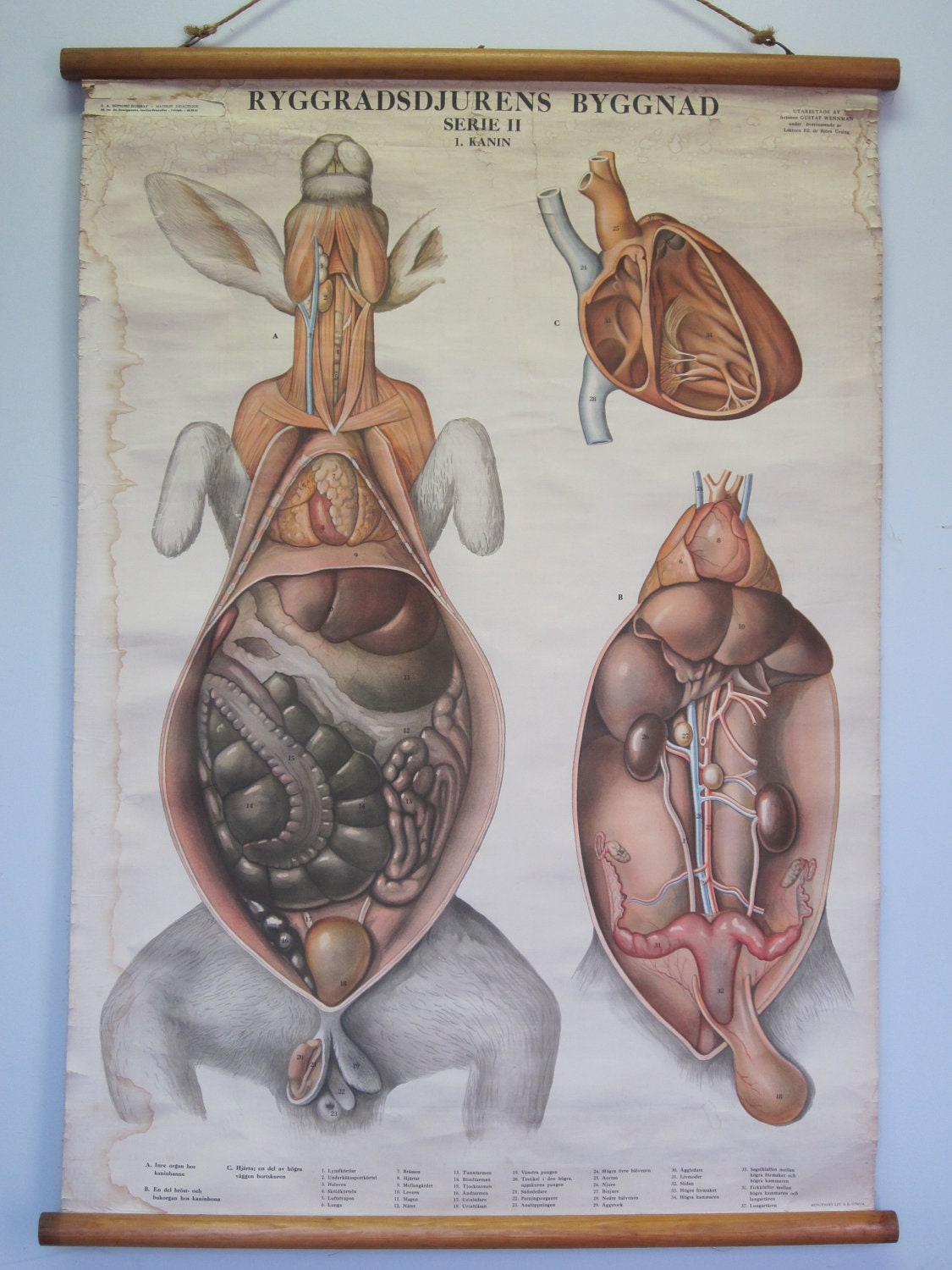 Анатомия половых органов крольчихи