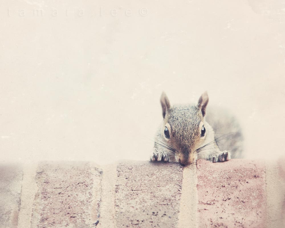 Peek - Grey and Brown Squirrel using Caution 5x7
