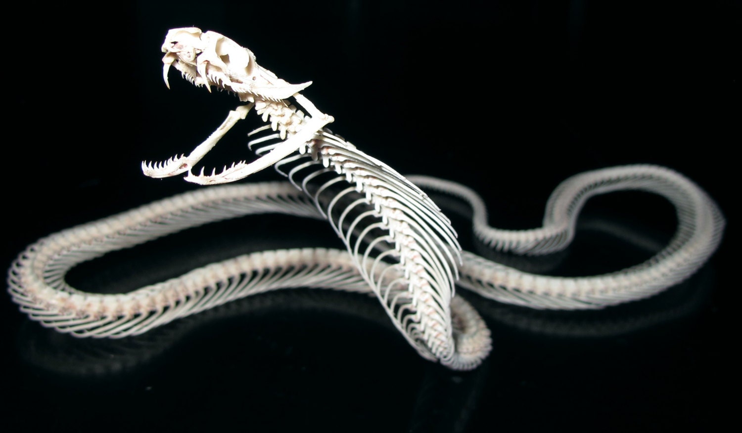 Какое тело у змеи. Скелет королевской кобры. Скелет змеи и скелет ящерицы. Скелет питона змеи. Пресмыкающиеся скелет змеи.
