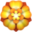 rosette rosette