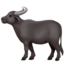 water_buffalo water_buffalo