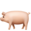 pig2 pig2
