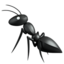 ant ant