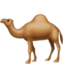 dromedary_camel dromedary_camel