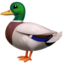 duck duck