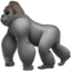 gorilla gorilla